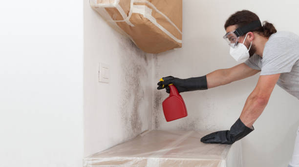 Professional Attic Mold Removal technician working in Hampton, IL