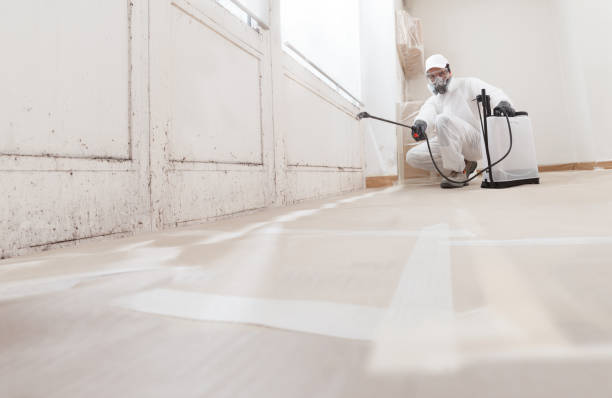 24/7 Emergency Attic Mold Removal experts in Hampton, IL