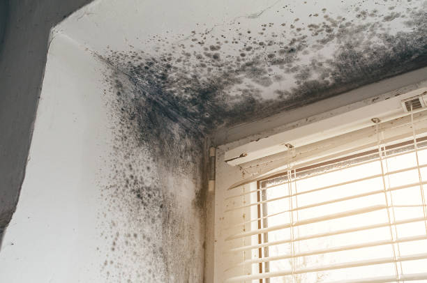 Affordable Mold Cleanup solutions in Hampton, IL